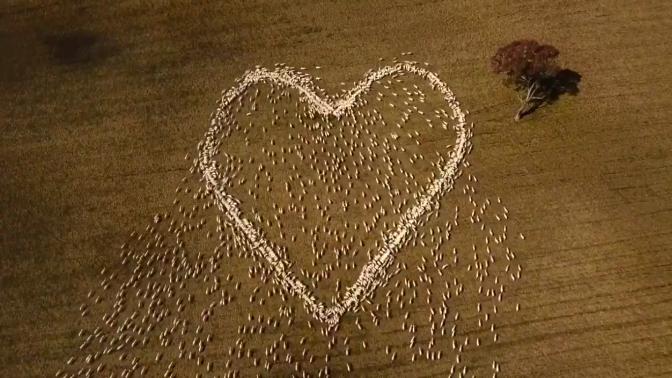 Australian farmer herds sheep into shape of heart in tribute to dead(01)